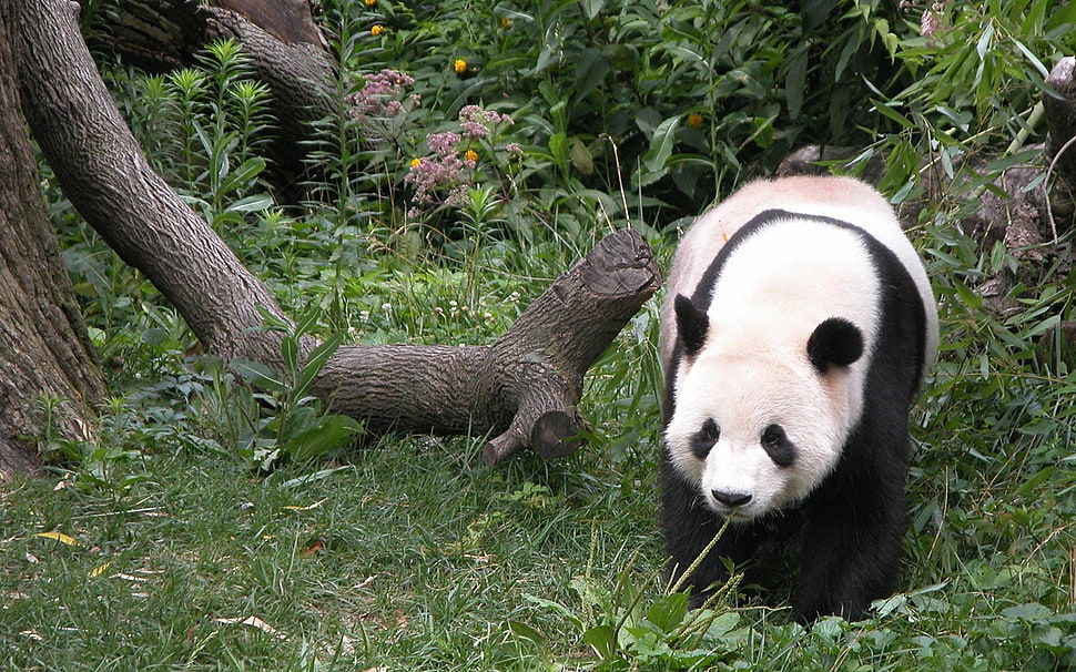 Panda HD wallpaper